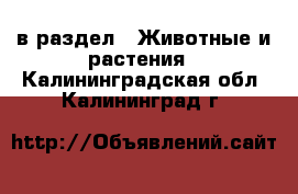  в раздел : Животные и растения . Калининградская обл.,Калининград г.